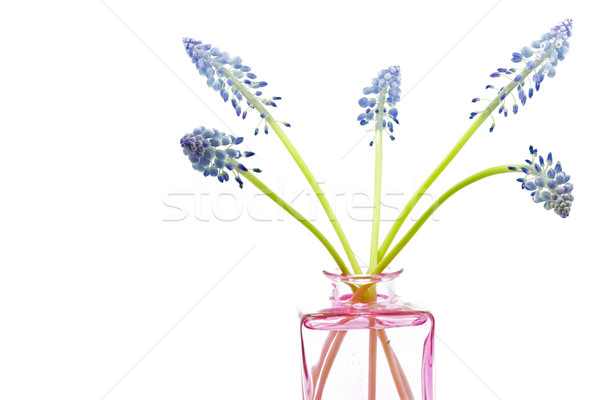 Muscari flowers on white background Stock photo © haraldmuc