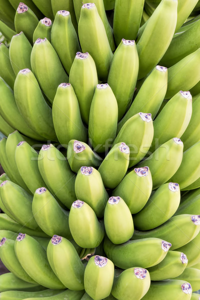 绿色 · 香蕉 · 可以 · 使用 · 食品 · 性质 / green bananas