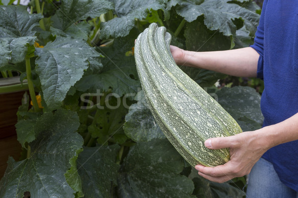 Stock photo: Female hands holding large courgette