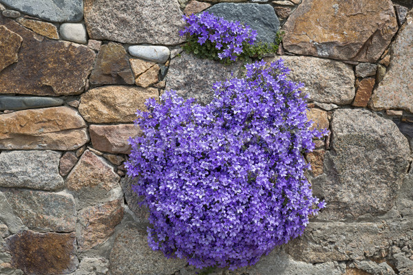 Campanula flowers growing on a stone wall Stock photo © haraldmuc