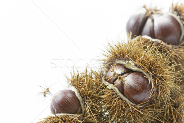 Ripe chestnuts on white Stock photo © haraldmuc