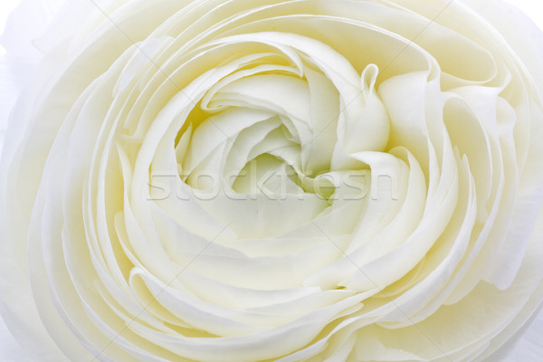 Ranunculus Asiaticus Flower as background Stock photo © haraldmuc