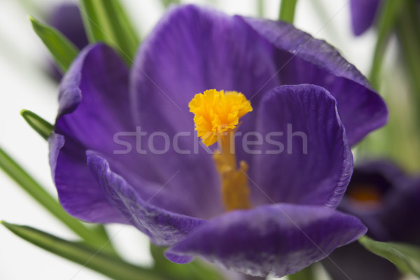 Liliowy krokus kwiat wiosną piękna Zdjęcia stock © haraldmuc
