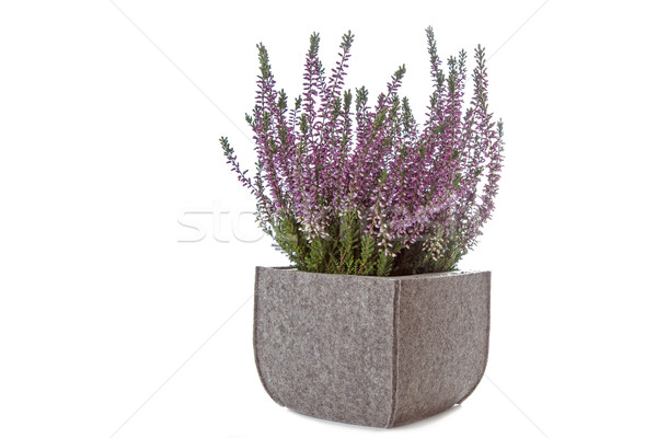 Purple Heather (Calluna vulgaris) flowers on white Stock photo © haraldmuc