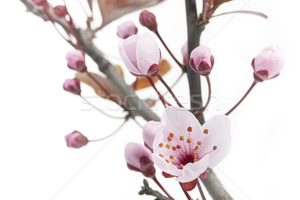 Cherry Plum or Myrobalan Blossoms on white Stock photo © haraldmuc