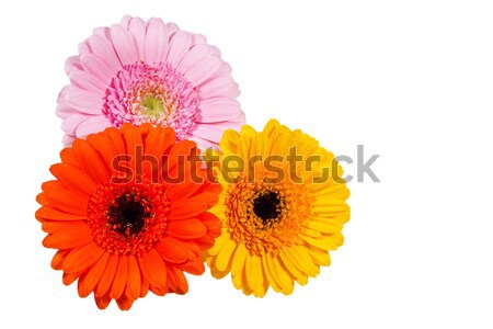 Three Gerbera flowers Stock photo © haraldmuc