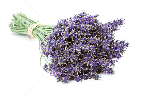 Bunch of dried Lavender flowers (Lavandula angustifolia)  Stock photo © haraldmuc