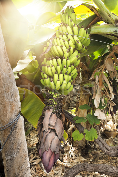 Bananów słońce promienie działalności drzewo liści Zdjęcia stock © haraldmuc