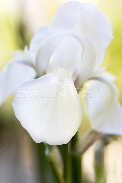 Fehér írisz virág közelkép tavasz természet Stock fotó © haraldmuc