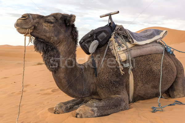 Dromedar in Morocco, North Africa Stock photo © haraldmuc