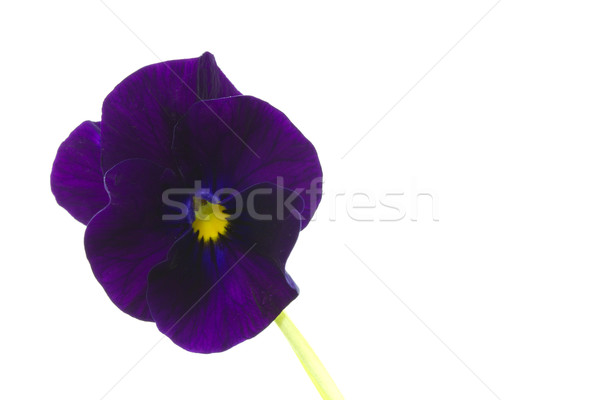 Viola cornuta flower Stock photo © haraldmuc