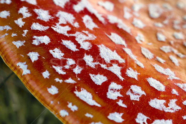 Detail of a fly agaric mushroom Stock photo © haraldmuc