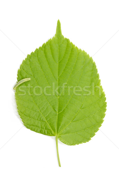 Caterpillar and hazel leaf (Corylus Avellana) Stock photo © haraldmuc