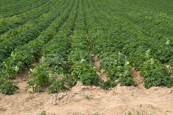 Potatoe Cultivation on the Channel Islands (Jersey, UK) Stock photo © haraldmuc