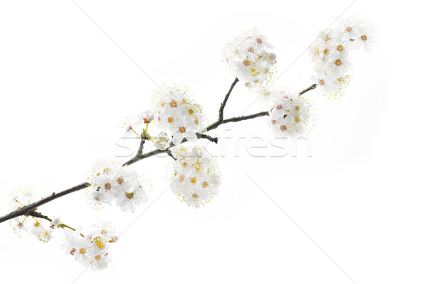 Blackthorn (prunus spinosa ) blossoms Stock photo © haraldmuc