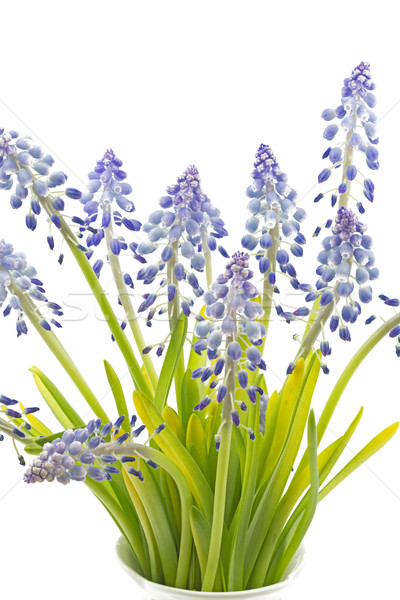 ストックフォト: 花 · 白 · 背景 · フィールド · 青 · 色