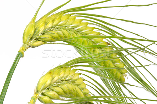 新鮮な 大麦 孤立した 白 草 太陽 ストックフォト © haraldmuc