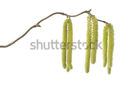 Catkins of a Corylus avellana plant Stock photo © haraldmuc