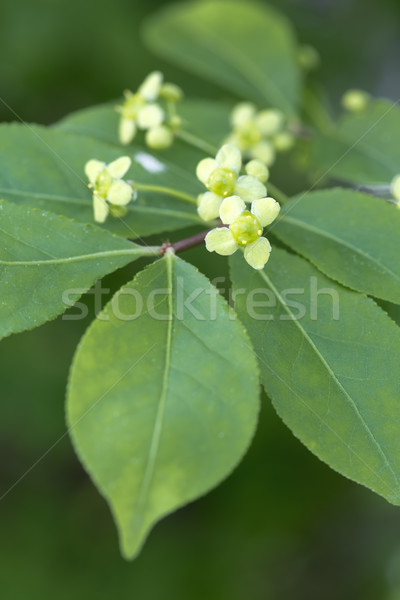 [[stock_photo]]: Floraison · usine · nature · vert · couleur · belle