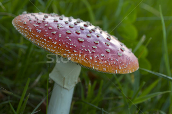 Stock photo: Fly agaric fruit body outside on a meadow