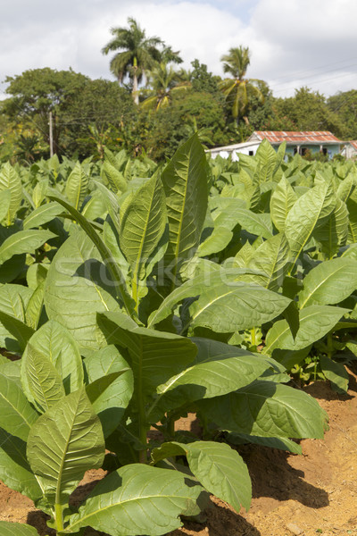 Tytoń plantacja Kuba charakter domu świat Zdjęcia stock © haraldmuc