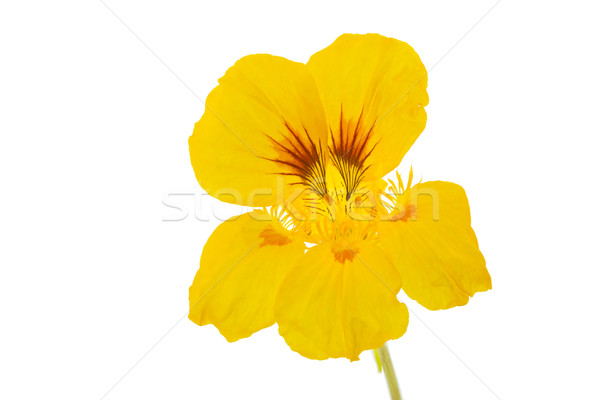 Yellow Nasturtium flower, isolated on white Stock photo © haraldmuc