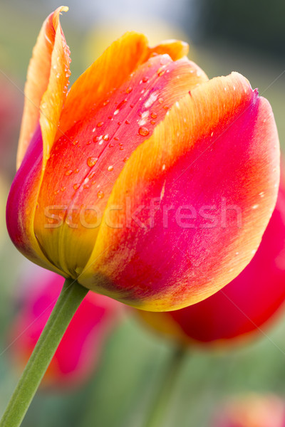 Narancs piros tulipán kert sekély mélységélesség Stock fotó © haraldmuc