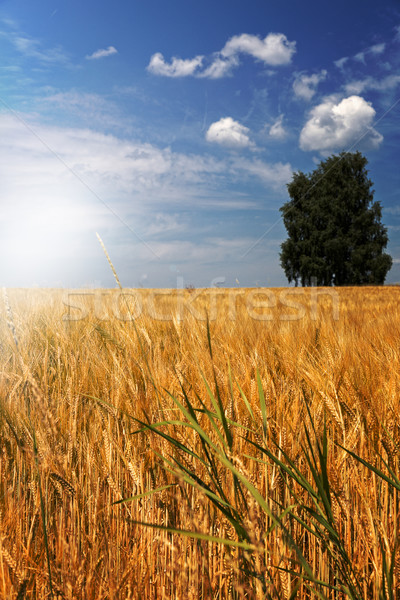 Stock photo: Barley field (Hordeum vulgare) in warm light
