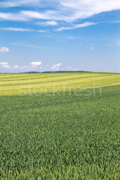 Германия трава солнце природы пейзаж Сток-фото © haraldmuc