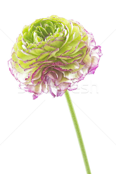 Stock photo: Ranunculus asiaticus on white background