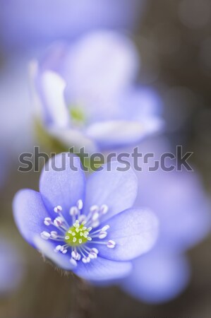 Hepatica nobilis flower closeup shot Stock photo © haraldmuc