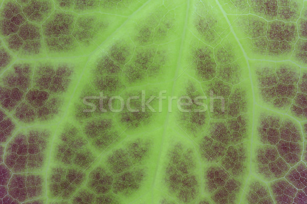Green leaf of an Epimedium flower, closeup Stock photo © haraldmuc