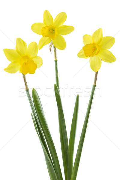Daffodils (Narcissus pseudonarcissus)  Stock photo © haraldmuc