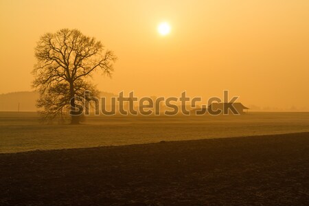 Sin hojas árbol manana niebla rural Alemania Foto stock © haraldmuc