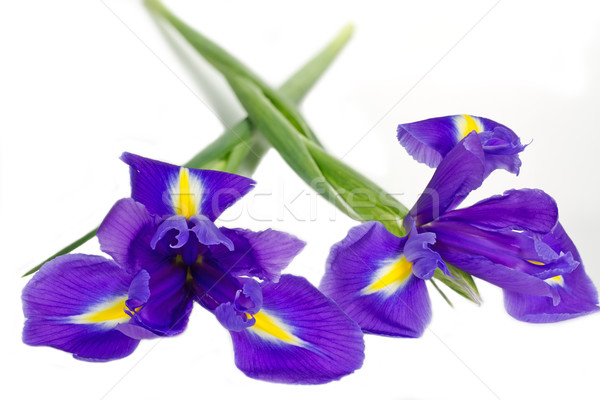 Dark purple iris flowers isolated on white Stock photo © haraldmuc