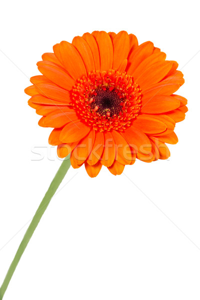 Single orange Gerbera flower closeup Stock photo © haraldmuc