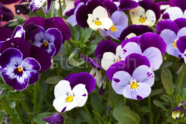 Viola cornuta (horned violet) Stock photo © haraldmuc