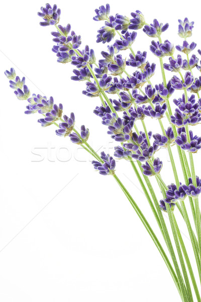 Stock photo: Lavender flowers (Lavandula angustifolia) 