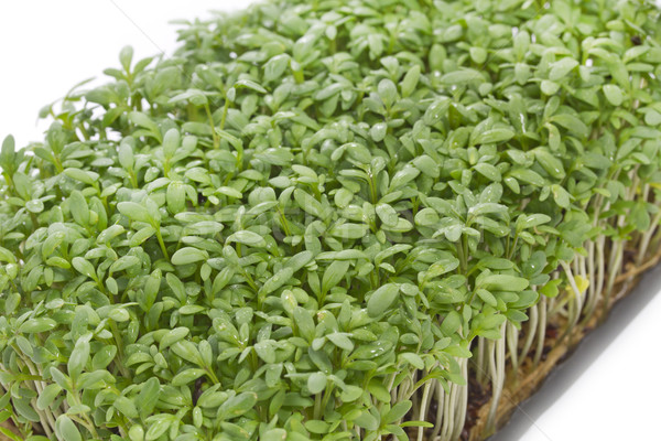 Young cress seedlings Stock photo © haraldmuc