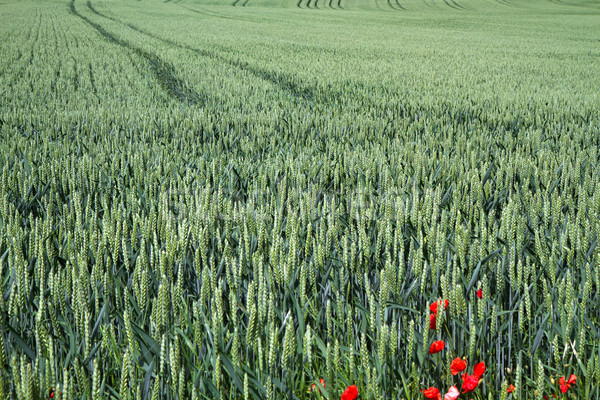 Германия трава солнце природы пейзаж Сток-фото © haraldmuc