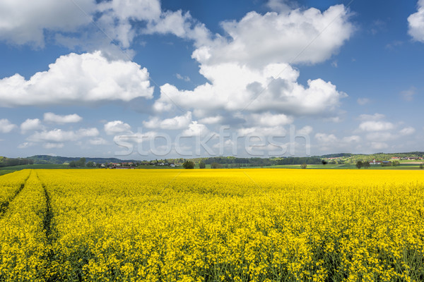 Blooming rapeseed field in summer, Bavaria, Germany Stock photo © haraldmuc