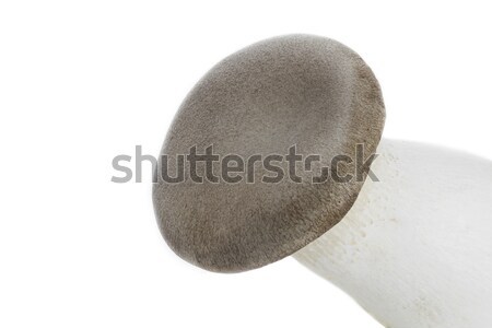 Stock photo: King trumpet mushrooms (Pleurotus eryngii)