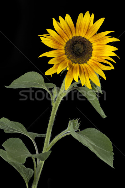 Blooming sunflower on black background Stock photo © haraldmuc