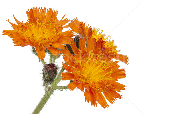 Pilosella aurantiaca or Orange Hawkweed Flower on white Stock photo © haraldmuc