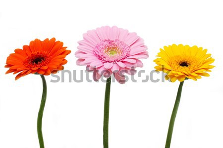 Three Gerbera flowers Stock photo © haraldmuc