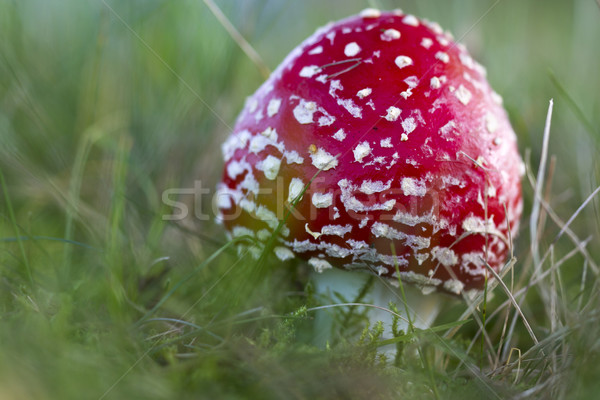 Stock photo: Young fly agaric fruit body outside on a meadow