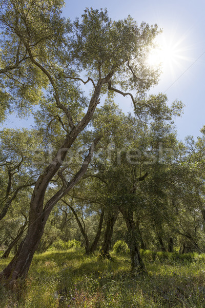 老 橄欖油 樹 希臘 太陽 草 商業照片 © haraldmuc