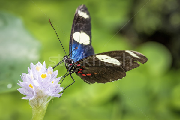 Foto stock: Mariposa · naturaleza · hoja · azul · rojo · negro