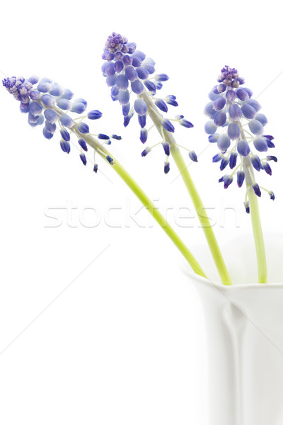 Muscari flowers on white background Stock photo © haraldmuc