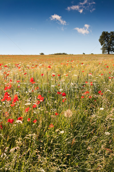 Poppy field in central Italy Stock photo © haraldmuc